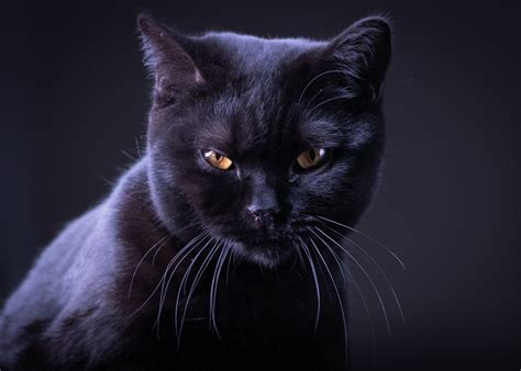 ce inseamna cand visezi pisica neagra